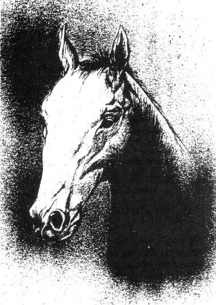 File:Napoleon (horse).png