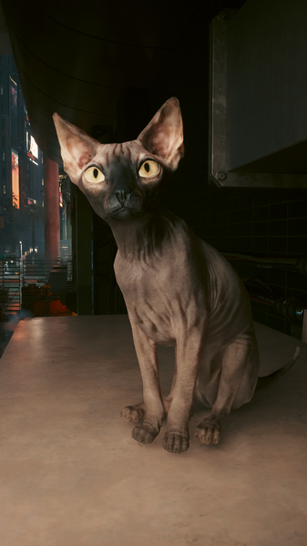 File:The Streetkid Cat 01 CP2077.png