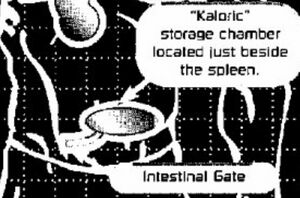 Kaloric Secondary Gut.jpeg